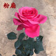 花 大花月季花苗嫁接月季樹(shù)苗玫瑰花苗歐月庭院陽(yáng)臺盆栽花卉帶花苞 粉扇 月季小苗 不含盆