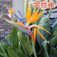 傾顏 50-60厘米高一盆3棵天堂鳥鶴望蘭苗室內(nèi)大型綠色植物四季常青客 金絲雀天堂鳥3棵 帶簡易原盆原土發(fā)貨