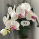 農(nóng)民老史蝴蝶蘭盆栽  蝴蝶蘭花苗盆栽帶花劍花苞蘭花大苗客廳室內(nèi)綠植物花 雪玉1.7寸杯