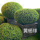 黃楊苗耐寒庭院四季常青別墅院墻不落葉自建房工程綠化盆景 黃楊小苗【1.5米冠幅一顆】