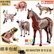 美迪卡模型4D MASTER仿真動(dòng)物模型馬牛豬狗貓器官解剖醫學(xué)用教學(xué)模型玩具4d拼裝模型可拆卸教具 狼狗26115