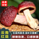 沛沛佳 云南野生紅菇精選干貨100g 煲湯炒菜食材 源頭直發(fā)包郵