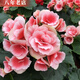 雅卉重瓣麗格海棠玫瑰海棠花盆栽帶花發(fā)貨客廳臥室陽(yáng)臺(tái)花卉盆栽四季開 玫瑰海棠(公主粉) 不含盆
