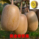 素顏獼猴桃樹(shù)苗嫁接獼猴桃苗紅心盆栽地栽南方北方種植果樹(shù)苗當年結果 獼猴桃黃金奇異果4年苗當年結果 50cm(含)-60cm(不含)