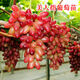 格秀潔葡萄苗樹(shù)苗盆栽 庭院爬藤果樹(shù)苗盆栽地栽當年結果南方北方種植 美人指 3年苗【明年結果】