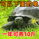 陸地巨型草龜吃菜龜活物特大烏龜中華小烏龜寵物龜苗大型罕見(jiàn)大只 3-4厘米 一公一母兩只【推薦】