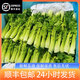 櫻鮮【順豐】云南新鮮清芹芽特產(chǎn)新鮮蔬菜 炒菜火鍋蔬菜新鮮水果清芹 500g