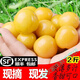 鹿凌青【新鮮現(xiàn)摘】菇娘果燈籠黃姑娘果洋菇娘花姑娘東北菇娘菇蔦發(fā)順豐 精品2斤發(fā)順豐 精選-皮特薄 香甜度高