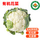 【順豐】有機花菜 白菜花無農殘健康有機蔬菜 3斤