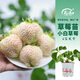 壽禾草莓苗帶土發(fā)貨大苗壽禾苗場四季帶盆栽好秋冬季批發(fā)奶油秧苗 小白草莓苗6棵+肥料