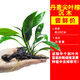 森悠（SARYOR）魚(yú)缸懶人沉木水榕造景裝飾活體植物水族箱真水草套餐淡水增氧水草 單頭丹麥榕沉木