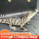 IGIFTFIRE食用鮮活小鱷魚活物鱷魚苗人工養(yǎng)殖小鱷苗魚苗茶鱷苗鱷龜苗小泰鱷 小鱷魚一條 25-30cm
