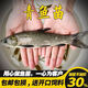 鯉魚(yú)苗草魚(yú)苗鯽魚(yú)苗螺絲青魚(yú)放生養殖淡水魚(yú)苗批發(fā)龍魚(yú)飼料魚(yú)包活榮郁 螺絲青5-7厘米50條送10%防死