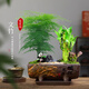 愛(ài)優(yōu)尚富貴竹文竹盆栽桌面擺件禪意盆景辦公室招財植物源頭直發(fā)