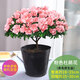 花翁杜鵑花盆栽花卉四季開(kāi)綠植源頭直發(fā) 大號粉色（簡(jiǎn)易袋）帶花苞
