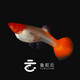 魚(yú)如云各種精品孔雀魚(yú)純種孕母臨產(chǎn)大肚母魚(yú)帶孕下仔下崽狂魔小型熱帶魚(yú) 鴻運當頭 1公2孕母