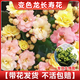 臨雅長(zhǎng)壽花盆栽四季開(kāi)花苗重瓣花高端名貴花卉綠植大全變色龍?jiān)搭^直發(fā)