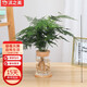 沭之美文竹水培植物綠植盆栽四季好養花卉 文竹+玻璃瓶+竹托 源頭直發(fā)