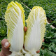 播種心情 家庭種植蔬菜種子孑籽大全四季播種陽(yáng)臺盆栽農家庭院小菜園有機 娃娃菜種子2包