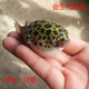 仟蕓 河豚魚(yú)潛水艇魚(yú)小型淡水熱帶觀賞寵物活體狗頭魚(yú)好養(yǎng) 3-4cm潛水艇魚(yú)3條河豚