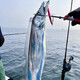 七條船舟山帶魚新鮮冷凍整條小眼帶魚刀魚海鮮水產(chǎn)野生海釣帶魚大號油帶 3斤——大帶（3條裝）