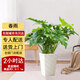Only you【兩小時(shí)達(dá)】步步高發(fā)財(cái)樹金錢綠蘿天堂鳥搖錢樹盆栽開業(yè)公司門口 春雨