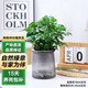 泰西絲小幸福樹盆栽盆景室內(nèi)桌面懶人好養(yǎng)綠植+繁星塑料吸水盆 源頭直發(fā)