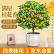 湃點(diǎn)桂花樹苗四季桂盆栽室內(nèi)花卉植物四季桂+白色花瓣盆 源頭直發(fā)