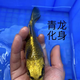 語澗古黃金錦鯉 觀賞魚金魚活體耐活好養(yǎng)錦鯉淡水冷水魚白寫別甲 古黃金10-13cm1條