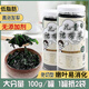 依海為生出口級兒童裙帶菜100g罐裝 免切寶寶裙帶菜 烘干海帶菜 涼拌煲湯