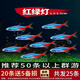 紅綠燈魚燈科魚孔雀魚熱帶觀賞魚淡水寶蓮燈魚活體斑馬魚群游魚 1.5cm 紅綠燈20條+5備損
