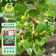 鳳鳴雅世野菜種子食用蔬菜長壽菜可庭院馬齒莧籽兒時味道馬齒莧種子10克