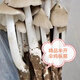 2025新鮮野生雞樅菌新鮮荔枝菌夏至菌三塔菌火把雞樅云南雞樅菌 精品半開傘【野生雞樅菌】500克