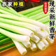 新鮮香茅草應(yīng)季檸檬草香茅泰國(guó)冬陰功湯料調(diào)料香料奶茶店用品 9斤 5斤