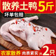 崠鮮 新鮮鴨肉生鮮白條鴨冷凍整只 煲湯食材鴨子肉 鴨子 凈2.5斤*2只
