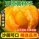 良知農(nóng)哥【順豐】?jī)?nèi)蒙古五原新鮮黃柿子 黃色西紅柿番茄 健康輕食鐵皮柿子 7斤大號(hào)