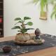 八芽盆栽小盼菩提樹植物室內(nèi)禪意盆景辦公室桌面好養(yǎng)綠植源頭直發(fā)包郵 蓮花盆菩提（禪定菩薩套裝）