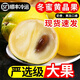 【順豐】冬蜜黃晶果 雅美果 版納特產(chǎn)高端水果 黃金果牛奶果 5斤 大果【單果200g-350g】