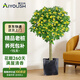 愛優(yōu)尚桂花樹苗四季桂盆栽可食用開花香室內(nèi)外陽臺客廳老樁源頭直發(fā)
