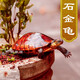 御聚源【招財納?！渴瘕?金錢烏龜 純種長壽龜小烏龜活物活體觀賞寵物 4-5厘 雌雄一對