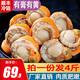 海鄉客 特大號冷凍帶黃扇貝肉 大帆立貝肉生鮮貝類(lèi)海鮮燒烤食材商用批發(fā) 帶黃扇貝肉4斤裝 每包約40-50只【高復購】