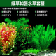瘋狂水草（FKSC）水草植物直接入缸莫斯水草懶人魚缸造景套餐竹節(jié)草凈化 綠草如茵水草套餐【9顆】