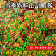 茶查溪硒都恩施木姜子醬山胡椒醬山蒼子醬蒜蓉辣椒醬拌飯拌面下飯菜400g 山胡椒醬400g