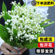愛你一萬(wàn)年鈴蘭帶芽球根種球鈴蘭花苗濃芳香多年生室內(nèi)外陽(yáng)臺(tái)辦公室盆栽耐寒 精選帶芽10棵【適合15厘米花盆】