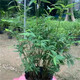 米竹盆景植物室內微觀(guān)盆景鳳尾竹觀(guān)音竹觀(guān)賞竹子庭院小型米竹盆栽 米竹15株連體不含盆【帶土球發(fā)貨】