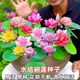 語(yǔ)安碗蓮種子蓮花荷花種子魚(yú)缸池塘水培綠植花卉種籽已開(kāi)口包發(fā)芽水草 混色開(kāi)口水培碗蓮35粒+營(yíng)養液 含玻璃盆水培蓮花套裝