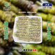本山葵250g裝A級新鮮山葵根日本進(jìn)口品質(zhì)現(xiàn)磨鮮芥末用于日料餐廳壽司 云南保山鮮山葵A級250g