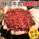 漁永記（YUYONGJI） 蚯蚓活餌鮮活垂釣魚餌料鯽魚鯉魚野釣黑坑魚料打窩料魚食通殺 蚯蚓通貨【3盒】