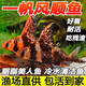 一帆風(fēng)順胭脂魚苗活體淡水養(yǎng)殖招財風(fēng)水魚新手好養(yǎng)耐活魚缸清潔工具魚清道夫冷水觀賞魚 5條4-6厘米胭脂魚苗【送1條防損】