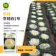 京研羽衣甘藍種子觀(guān)賞彩色甘藍葉牡丹耐寒抗凍可食用陽(yáng)臺盆栽蔬菜籽孑 京冠白2號 約100粒
